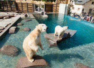 Le CE, la famille et le parc zoologique de Mulhouse
