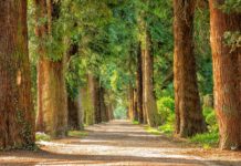 Center Parcs Octobre 2024